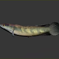 Colorful Iridescent Fish with Purple Green Scales and Streamlined Body on Dark Background