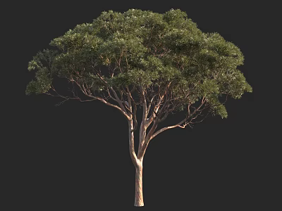 Tall Tree With Lush Green Leaves And Brown Trunk Natural Shape 3d model