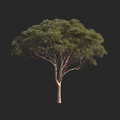 Tall Tree With Lush Green Leaves And Brown Trunk Natural Shape 3d model