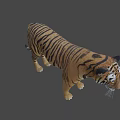 Realistic 3D Model Of A Standing Tiger With Striped Fur And Detailed Features