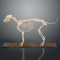 Medical Device Animal Skeleton Model for Veterinary Anatomy Educational Teaching Tool