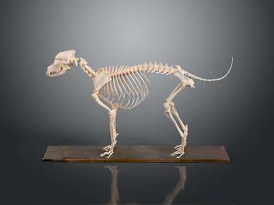 Medical Device Animal Skeleton Model for Veterinary Anatomy Educational Teaching Tool 3d model