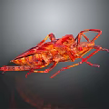 Flying Red Insect With Wings Reddish Brown Body Long Thin Legs Antennae On Gray Background