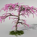 Beautiful Tree With Pink Flowers Brown Trunk Green Grass And Gray Background