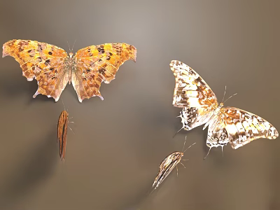 Four Different Size Butterflies With Colorful Patterns On Dark Blurred Background 3d model