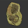 Prehistoric Trilobite Fossil Well Preserved with Detailed Features in Ancient Stone Slab