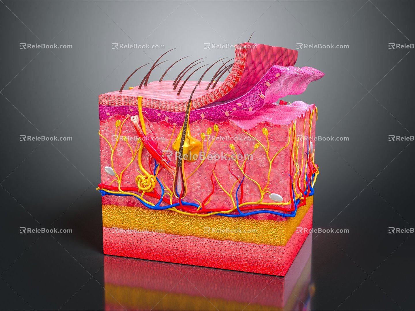 Modern skin plane Epidermal cross section Subcutaneous tissue Skin tissue 3d model