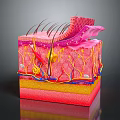 Medical Device 3D Anatomical Model Showing Human Skin Layers And Structures