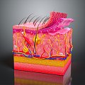 Modern skin plane Epidermal cross section Subcutaneous tissue Skin tissue 3d model