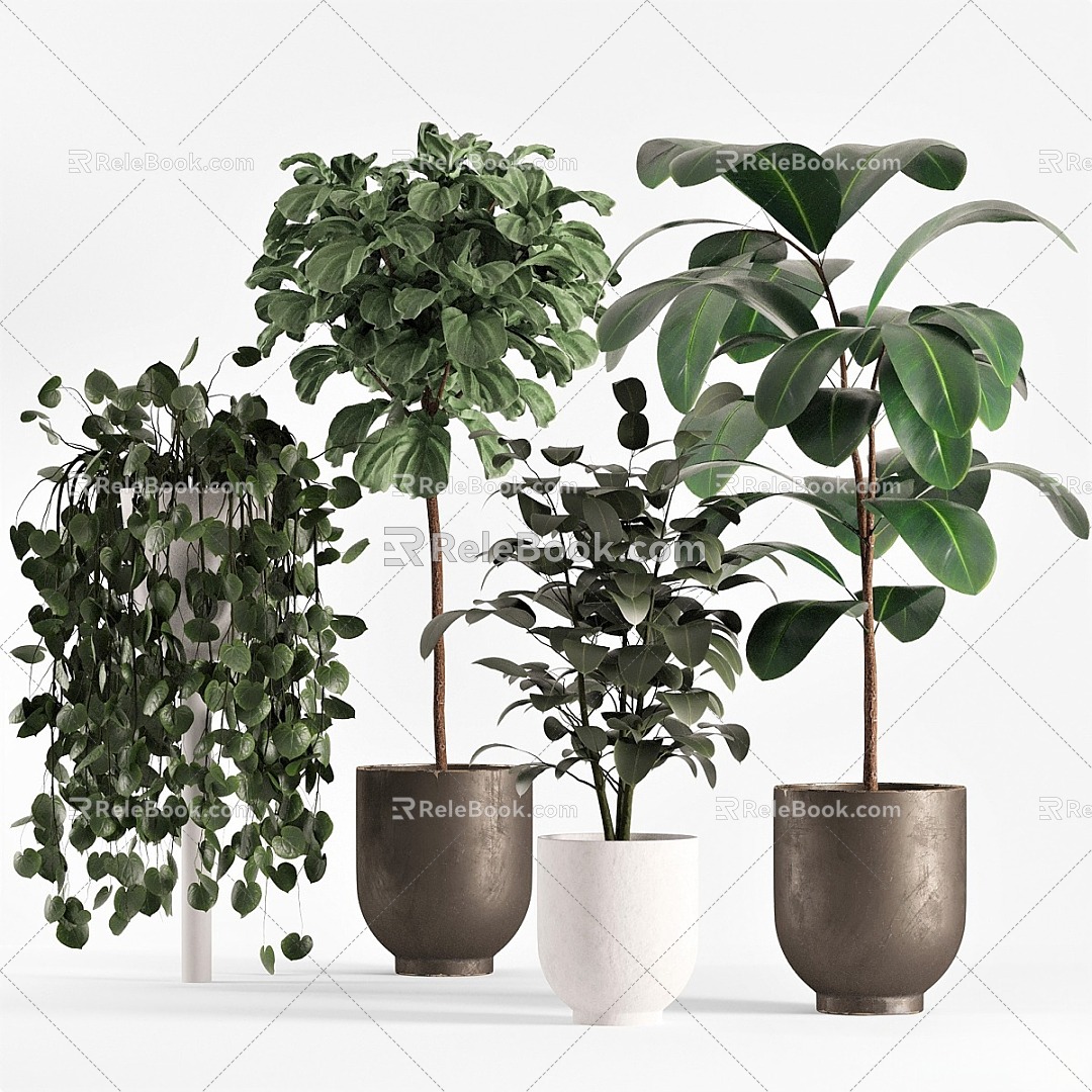 Modern potted Ficus 3d model