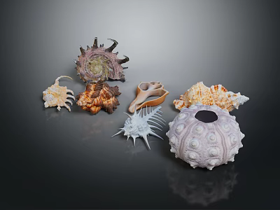 Natural Shell Decorative Ornament Set With Unique Shapes And Colorful Details 3d model