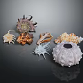 Natural Shell Decorative Ornament Set With Unique Shapes And Colorful Details