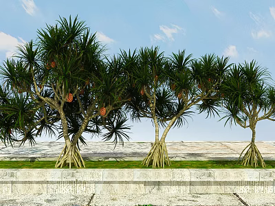 Tall Evergreen Trees With Thick Trunks Long Leaves And Red Fruits Under Blue Sky 3d model