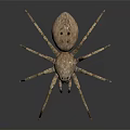 Realistic Brown Spotted Spider With Long Legs On Dark Shiny Background