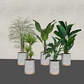 Indoor Bonsai Potted Plants With White Pots Golden Edges And Large Green Leaves