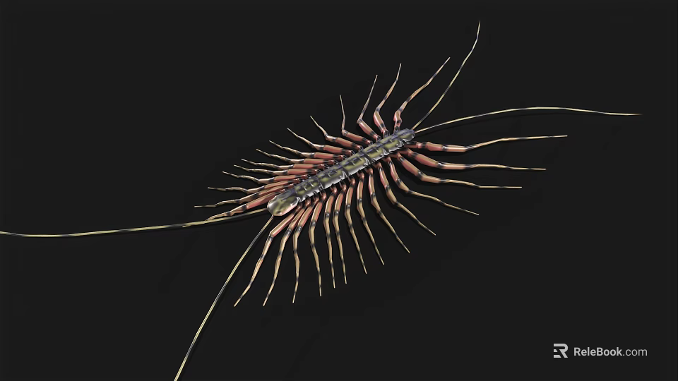 Reddish Brown Centipede With Segmented Body Long Antennae On Dark Background 3d model 