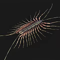 Reddish Brown Centipede With Segmented Body Long Antennae On Dark Background 3d model