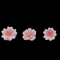 Pink Cherry Blossom Flowers Photo Check in Spot With Black Background Reflections