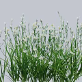 White Small Blooming Flowers With Green Slender Stems And Light Blue Background