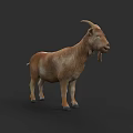 Realistic Brown Goat with Curved Horns Standing in Side View Against Dark Background