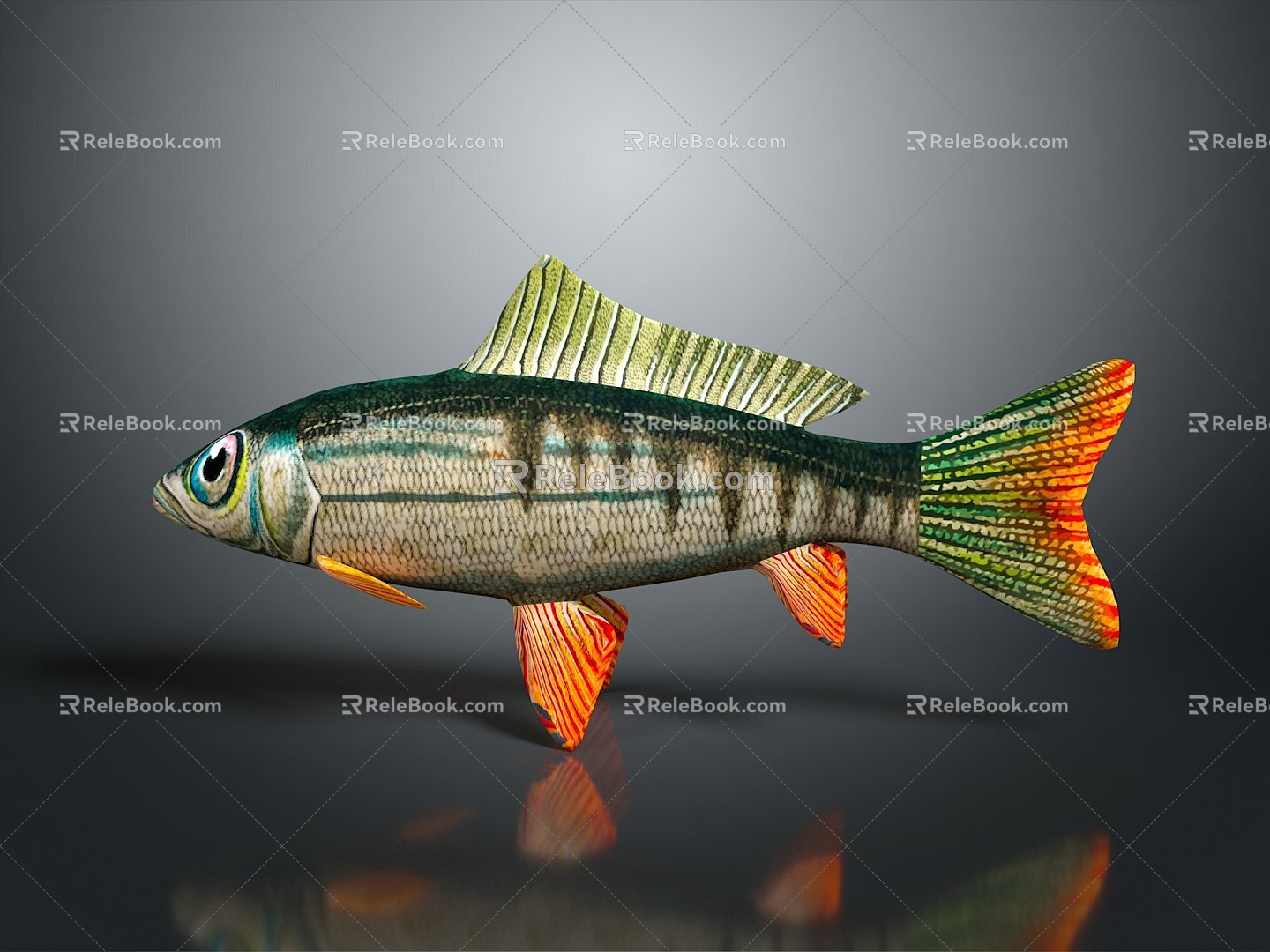 Catfish Carp Sturgeon Bass Freshwater Fish Various Carp Grass Carp Crucian Carp 3d model