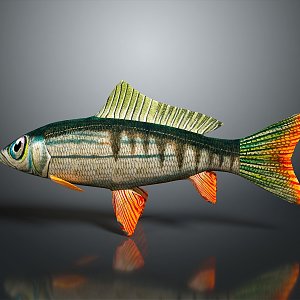 Catfish Carp Sturgeon Bass Freshwater Fish Various Carp Grass Carp Crucian Carp 3d model