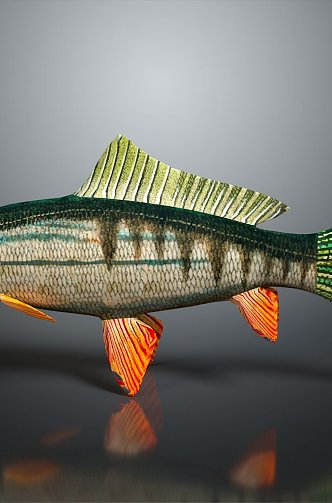 Catfish Carp Sturgeon Bass Freshwater Fish Various Carp Grass Carp Crucian Carp 3d model