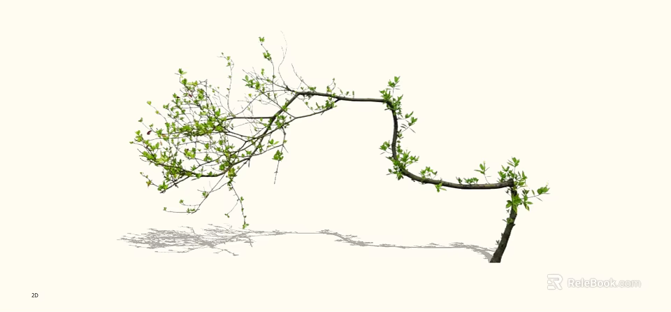 Tall Deciduous Tree With Curved Branches Fresh Green Leaves And Natural Shadow 3d model 