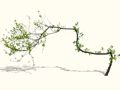 Tall Deciduous Tree With Curved Branches Fresh Green Leaves And Natural Shadow 3d model