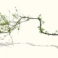 Tall Deciduous Tree With Curved Branches Fresh Green Leaves And Natural Shadow