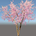 Beautiful Tree With Pink Blossoms And Twin Trunks Against Light Blue Sky