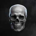 Three Detailed Human Skull 3D Models With Different Angles And Textures