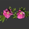 Bonsai Potted Plant With Pink Flowers And Green Leaves On Black Background