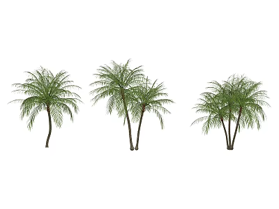 Three Tall Tropical Arbors With Feathery Green Leaves In Outdoor Landscape 3d model