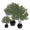 Bonsai Potted Plants With Lush Green Foliage In Different Sizes Ceramic Pots