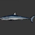 Realistic Blue Shark Aquatic Animal with Lifelike Features and Shiny Sleek Body