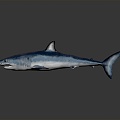 Modern shark great white shark whale shark hammerhead shark 3d model