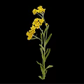 Beautiful Plant With Yellow Flower Clusters And Green Stems Leaves