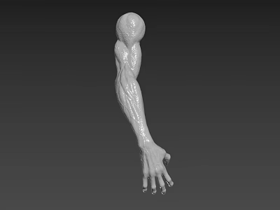 Anatomically Detailed Human Arm Organ 3D Model with Muscle Texture and Hair 3d model