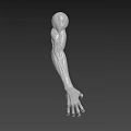 Anatomically Detailed Human Arm Organ 3D Model with Muscle Texture and Hair