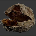 Natural Edible Shellfish Seafood Inside Open Rough Shell With Brown Substance