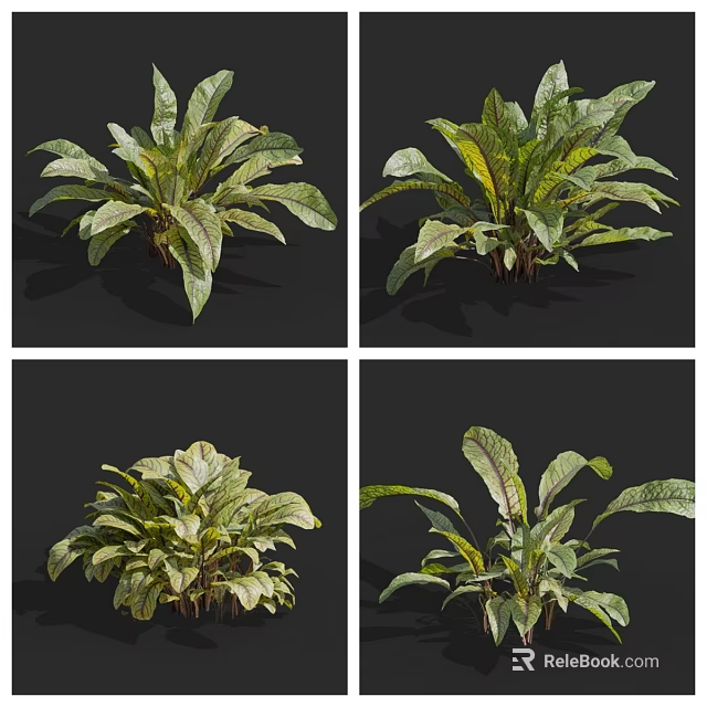 Fresh Green Leafy Vegetable Leaves Displayed From Various Natural Angles 3d model 