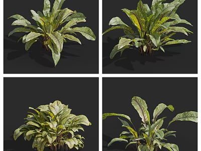 Fresh Green Leafy Vegetable Leaves Displayed From Various Natural Angles 3d model