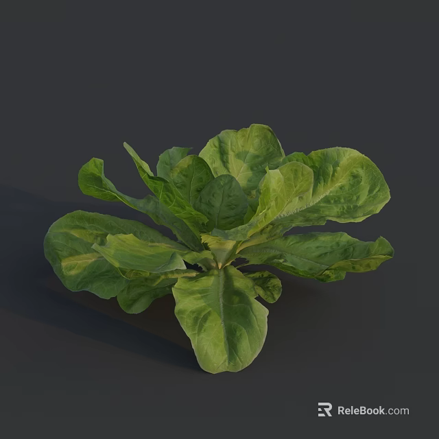 Fresh Green Lettuce with Vibrant Leafy Structure and Healthy Nutritious Look 3d model 
