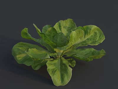 Fresh Green Lettuce with Vibrant Leafy Structure and Healthy Nutritious Look 3d model