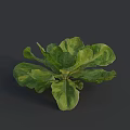 Fresh Green Lettuce with Vibrant Leafy Structure and Healthy Nutritious Look
