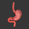 Detailed 3D Model of Human Stomach Showing Anatomical Structure And Internal Texture