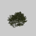 Garden Ornament Display With Lush Evergreen Tree And Human Silhouette For Size Reference