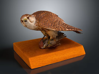 Well Preserved Falcon Taxidermy Specimen Standing On Solid Wooden Base 3d model