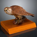 Well Preserved Falcon Taxidermy Specimen Standing On Solid Wooden Base